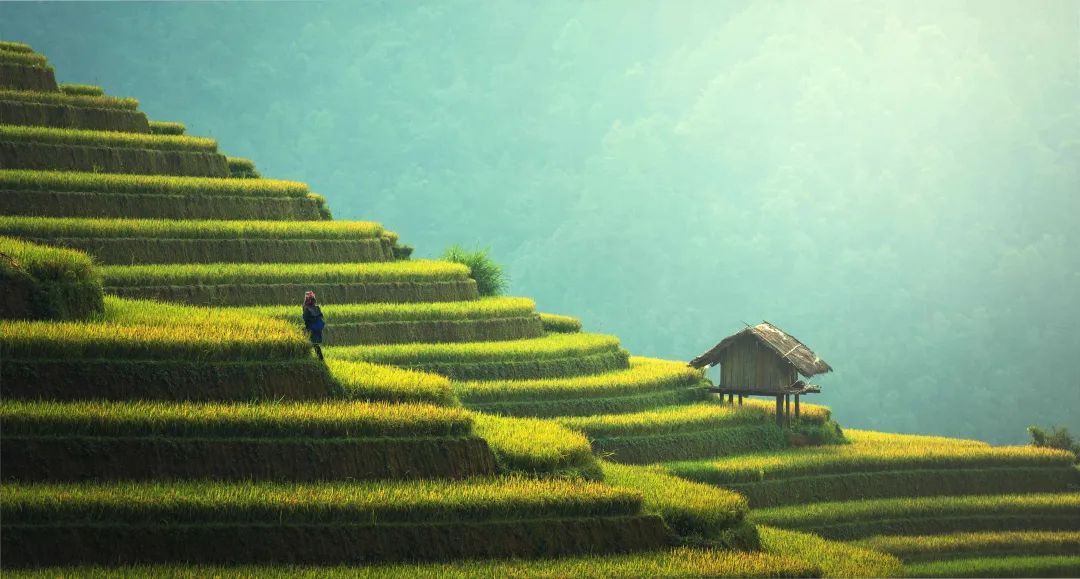 端午粽飄香，中醫(yī)送健康