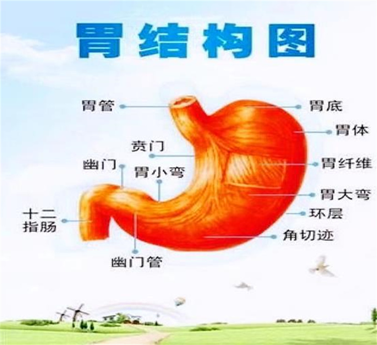 守“胃”健康，時(shí)刻打響你的?！拔浮睉?zhàn)